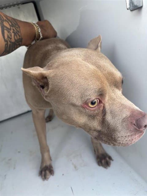 Unknown - Pit Bull Terrier