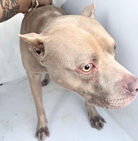 Unknown - Pit Bull Terrier