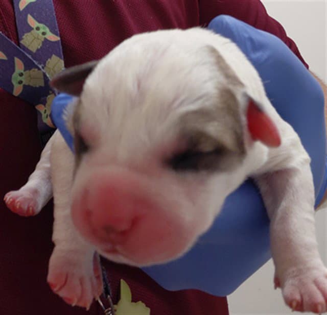 Unknown - Pit Bull Terrier