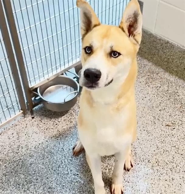 Mustang - Siberian Husky