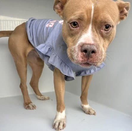 Unknown - Pit Bull Terrier