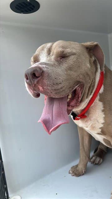 Unknown - Pit Bull Terrier