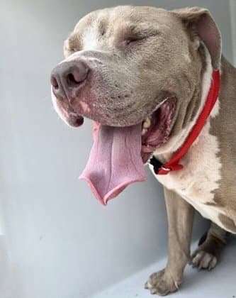 Unknown - Pit Bull Terrier