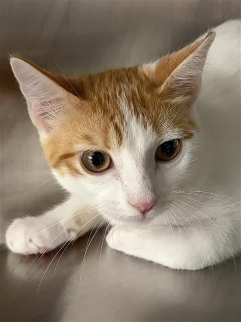 Eleanor - Domestic Short Hair