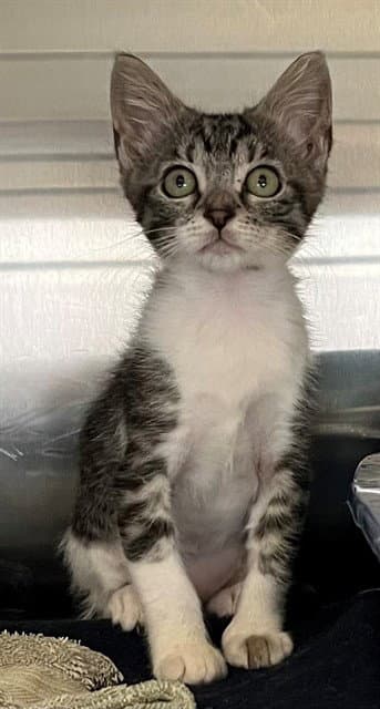 Sienna - Domestic Short Hair