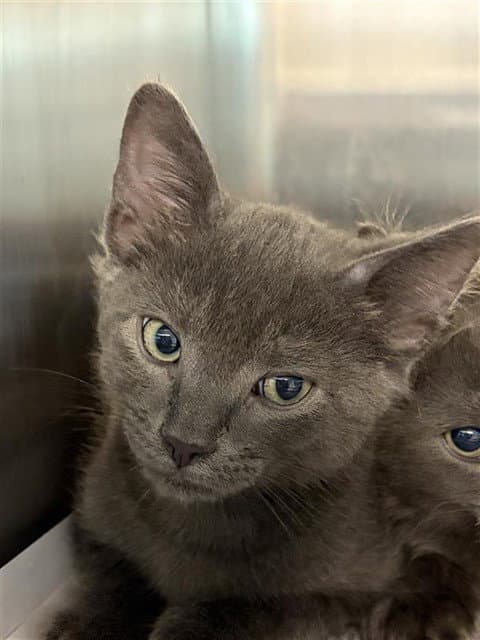 Storm - Domestic Short Hair