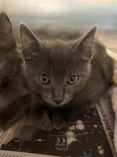 Rain - Domestic Short Hair