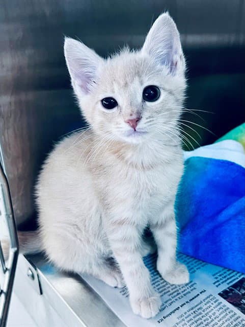 Leo - American Shorthair