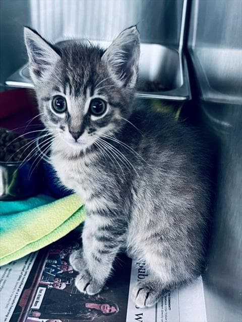 Pepper - American Shorthair