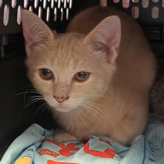 Happy - Domestic Short Hair