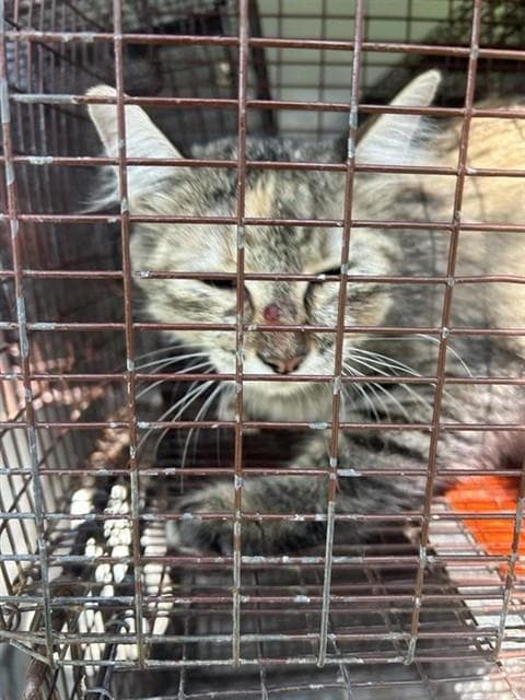 Unknown - Domestic Short Hair