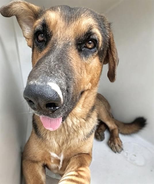 Unknown - German Shepherd Dog