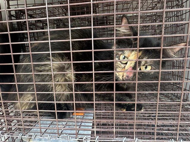 Unknown - Domestic Short Hair