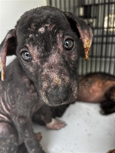 Unknown - Labrador Retriever