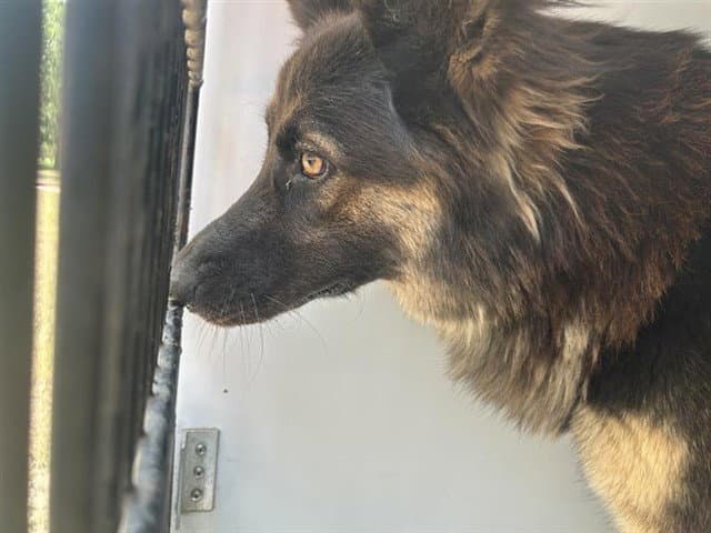 Unknown - German Shepherd Dog