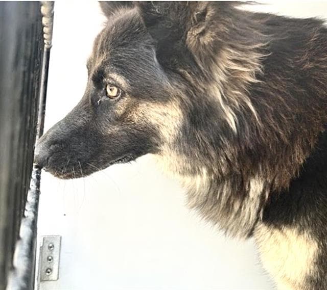 Unknown - German Shepherd Dog
