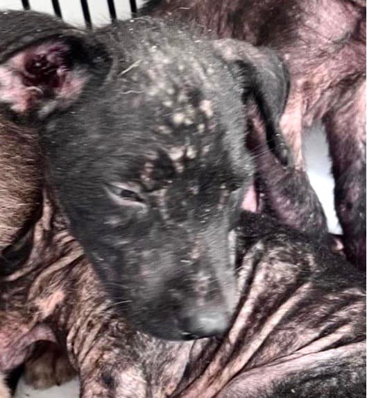 Unknown - Labrador Retriever