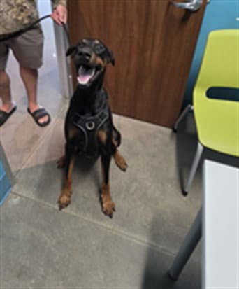 Unknown - Doberman Pinscher