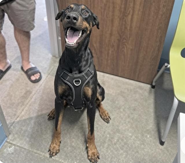 Unknown - Doberman Pinscher