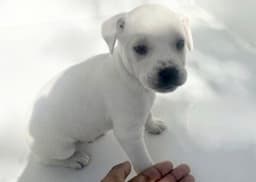 Q-Tip image 1