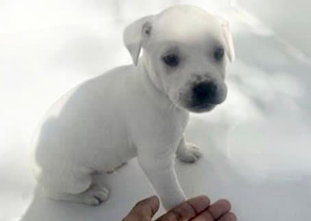 Q-Tip - American Pit Bull Terrier
