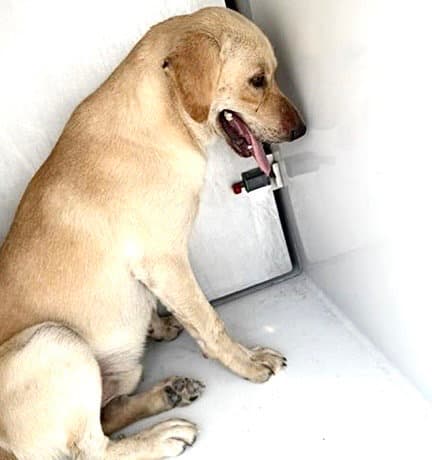 Unknown - Labrador Retriever