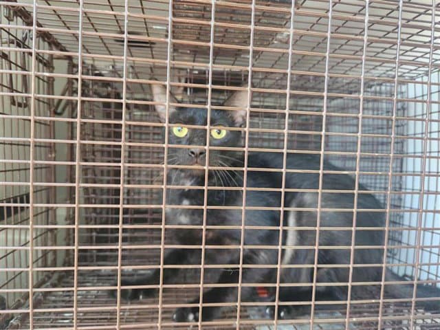 Unknown - Domestic Short Hair