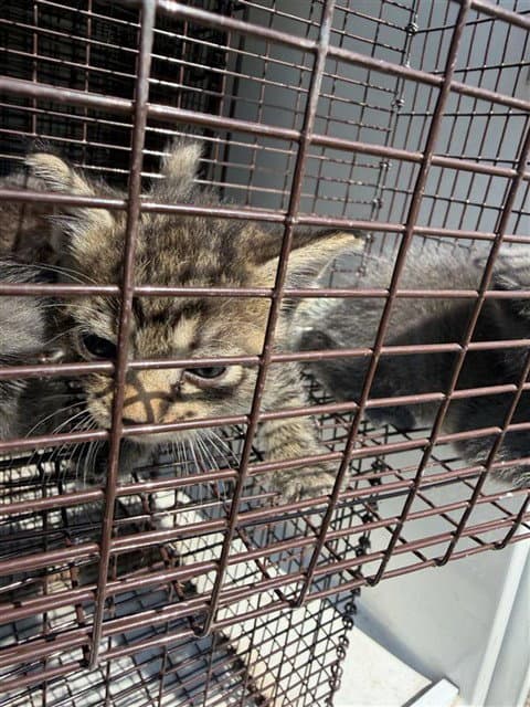 Unknown - Domestic Short Hair