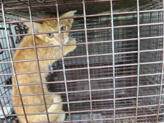Unknown - Domestic Short Hair