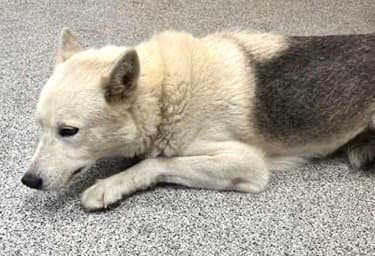 Unknown - Husky