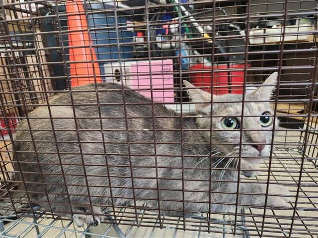 Unknown - Domestic Short Hair