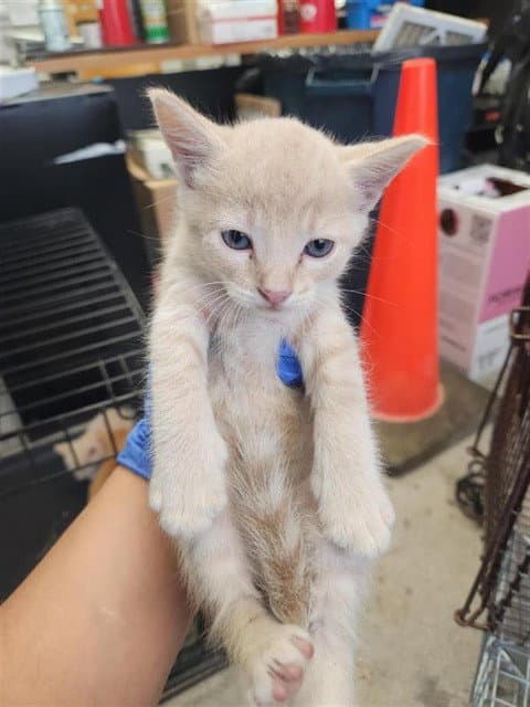 Unknown - Domestic Short Hair
