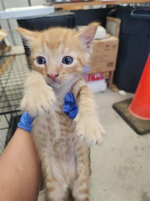 Unknown - Domestic Short Hair