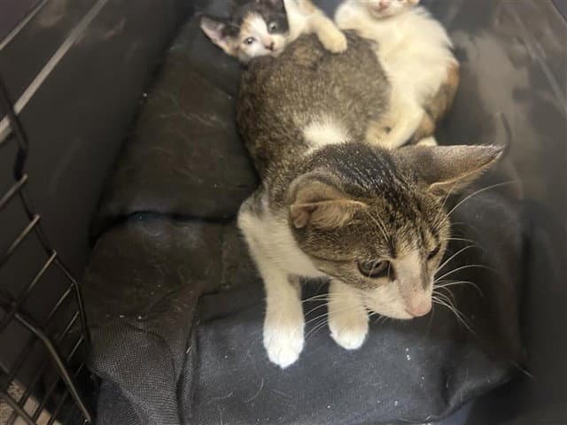 Unknown - Domestic Short Hair