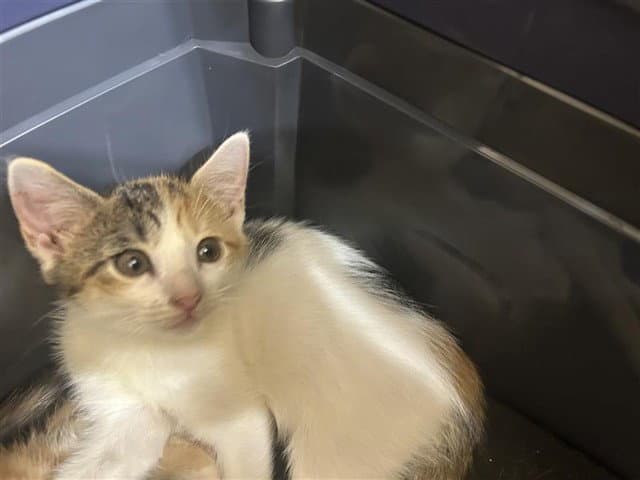 Unknown - Domestic Short Hair