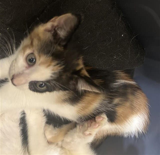 Unknown - Domestic Short Hair