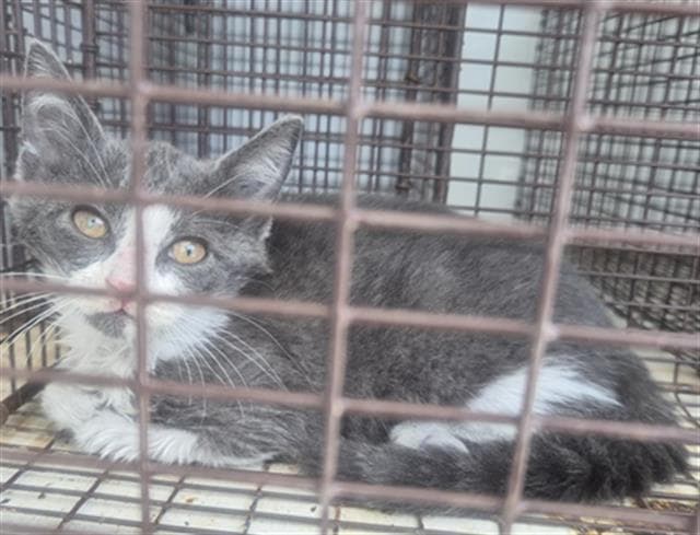 Unknown - Domestic Short Hair