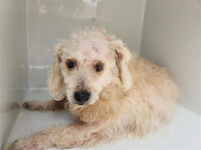 Louie - Poodle (Miniature)