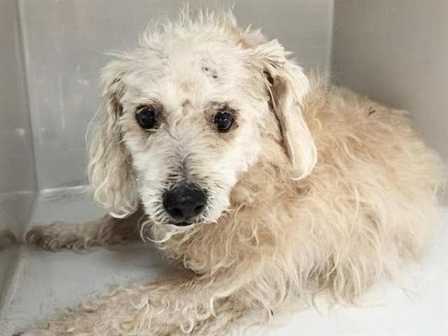 Louie - Poodle (Miniature)