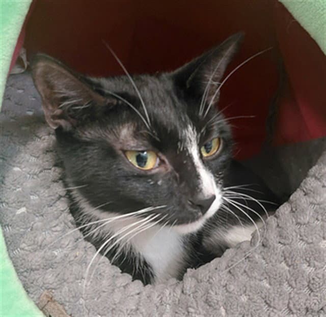 Mila - Domestic Short Hair