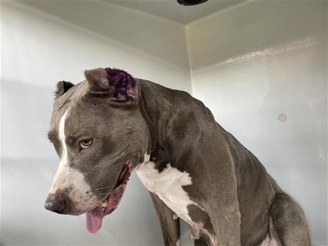 Unknown - Pit Bull Terrier