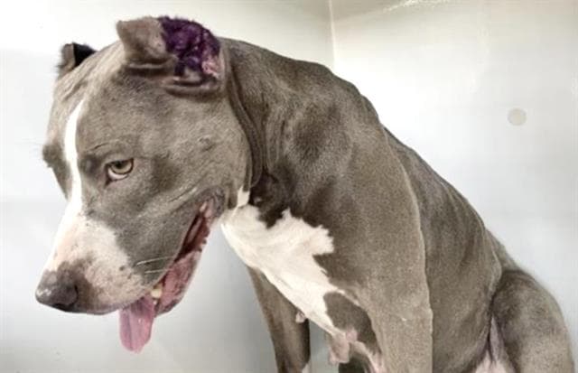 Unknown - Pit Bull Terrier