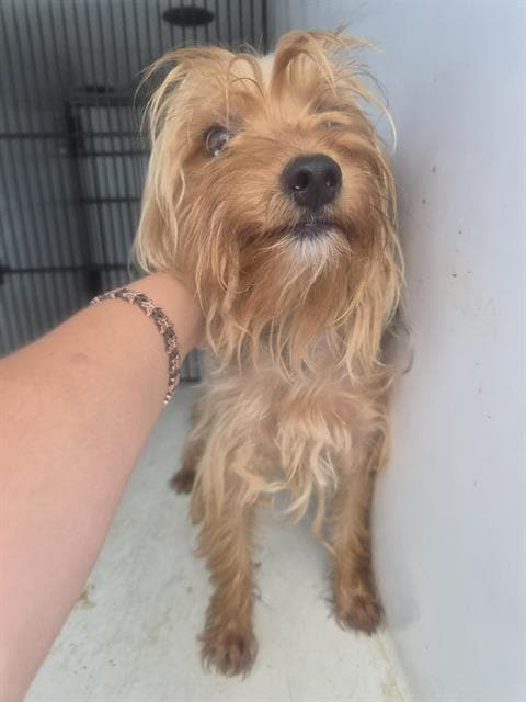 Unknown - Yorkshire Terrier Yorkie