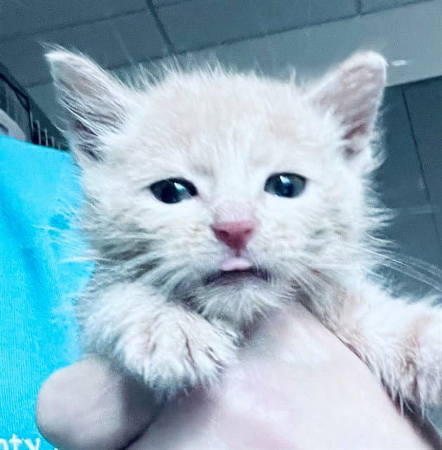 Garfield - Domestic Short Hair