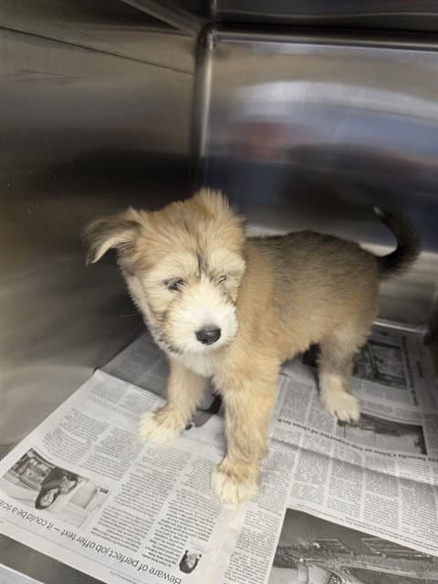 Unknown - Shetland Sheepdog Sheltie