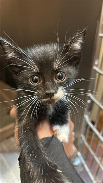 Unknown - Domestic Short Hair