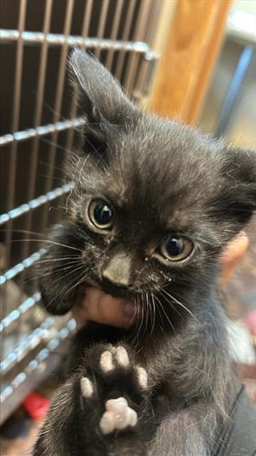 Unknown - Domestic Short Hair