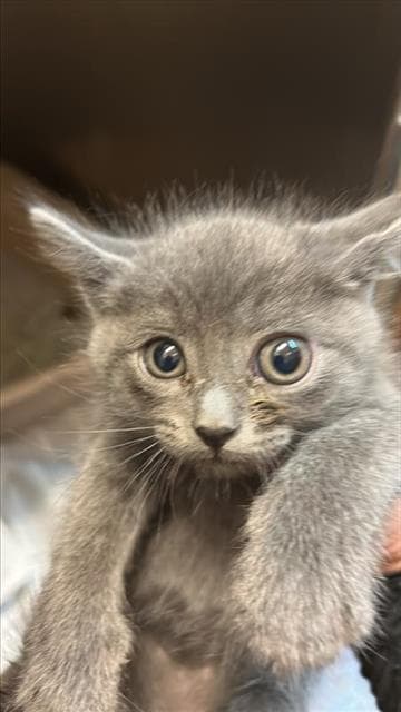 Unknown - Domestic Short Hair