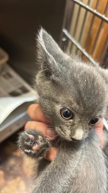 Unknown - Domestic Short Hair