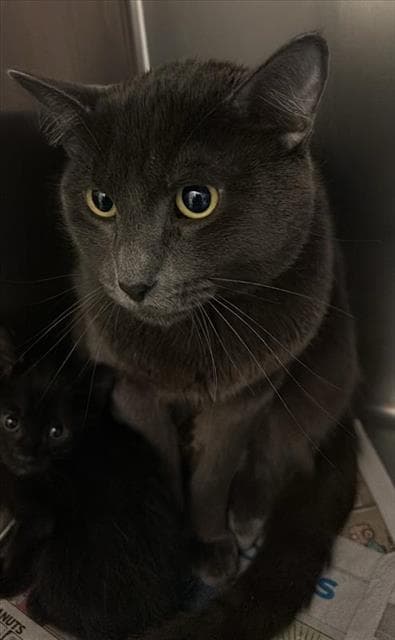 Unknown - Domestic Short Hair